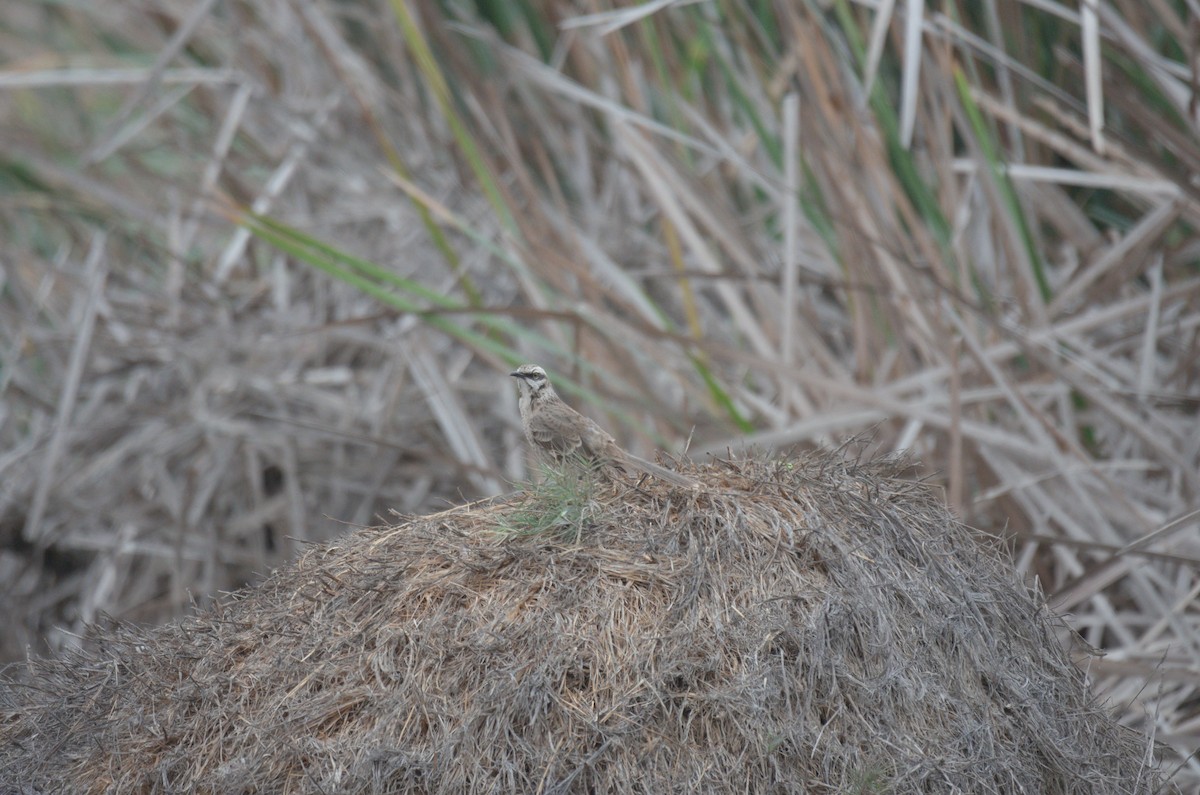 drozdec dlouhoocasý - ML644562736