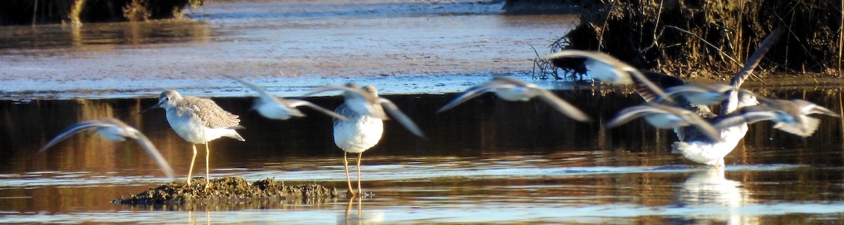 Ak Kumkuşu - ML644562742