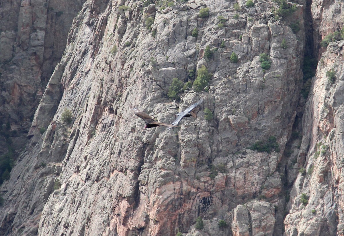 Turkey Vulture - ML644562755