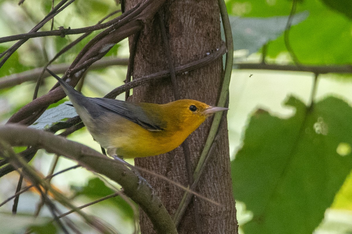 オウゴンアメリカムシクイ - ML644562759