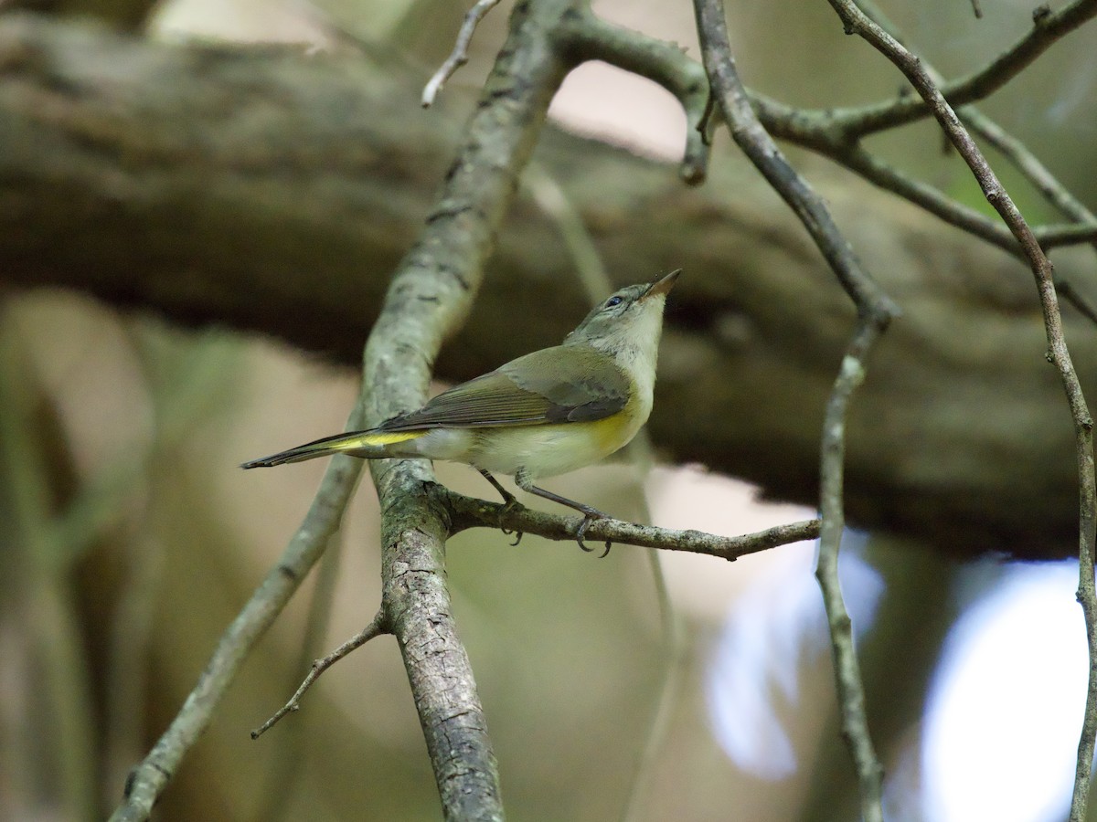 Kızıl Kuyruklu Ötleğen - ML644562772