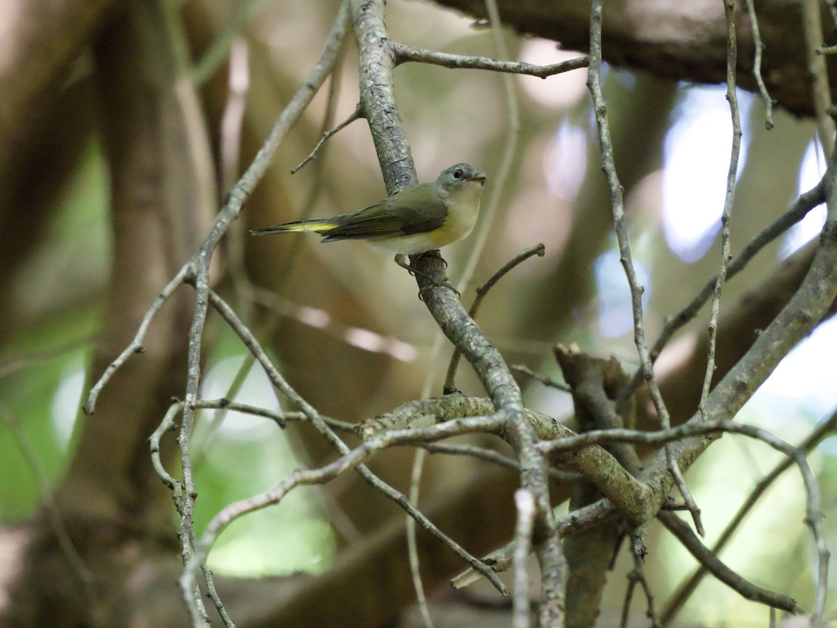 Kızıl Kuyruklu Ötleğen - ML644562784