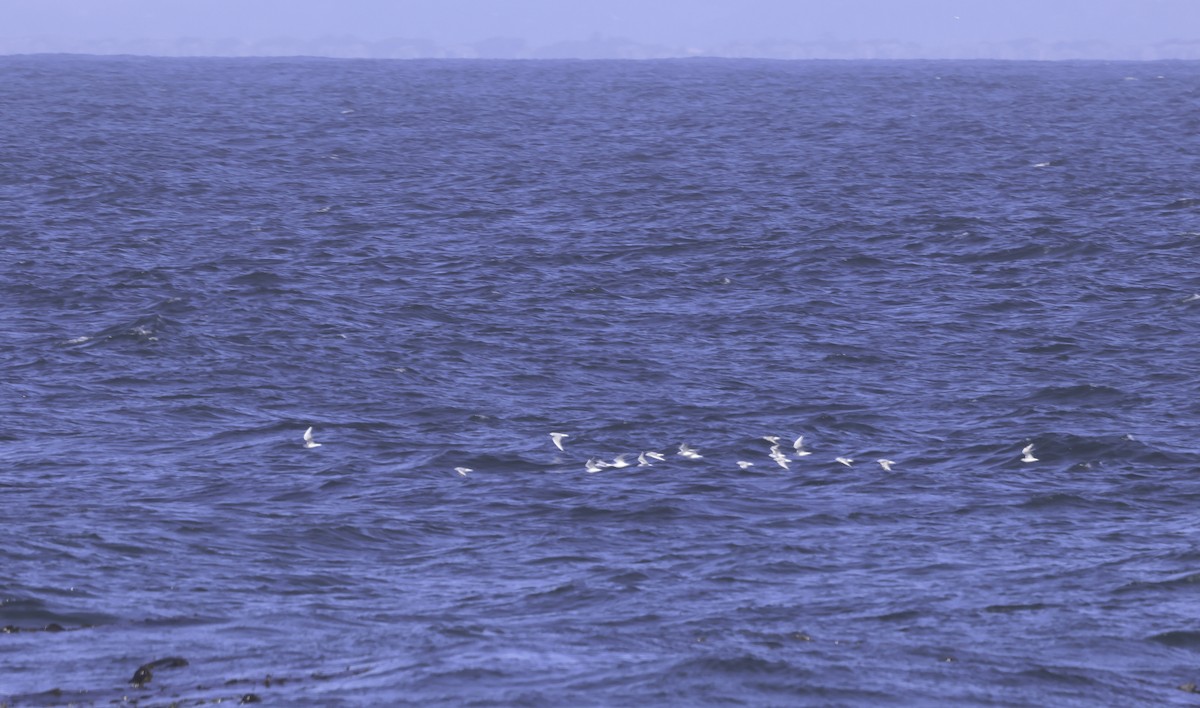 Küçük Karabaş Martı - ML644562795