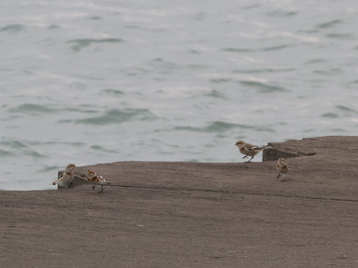 Snow Bunting - ML644562802