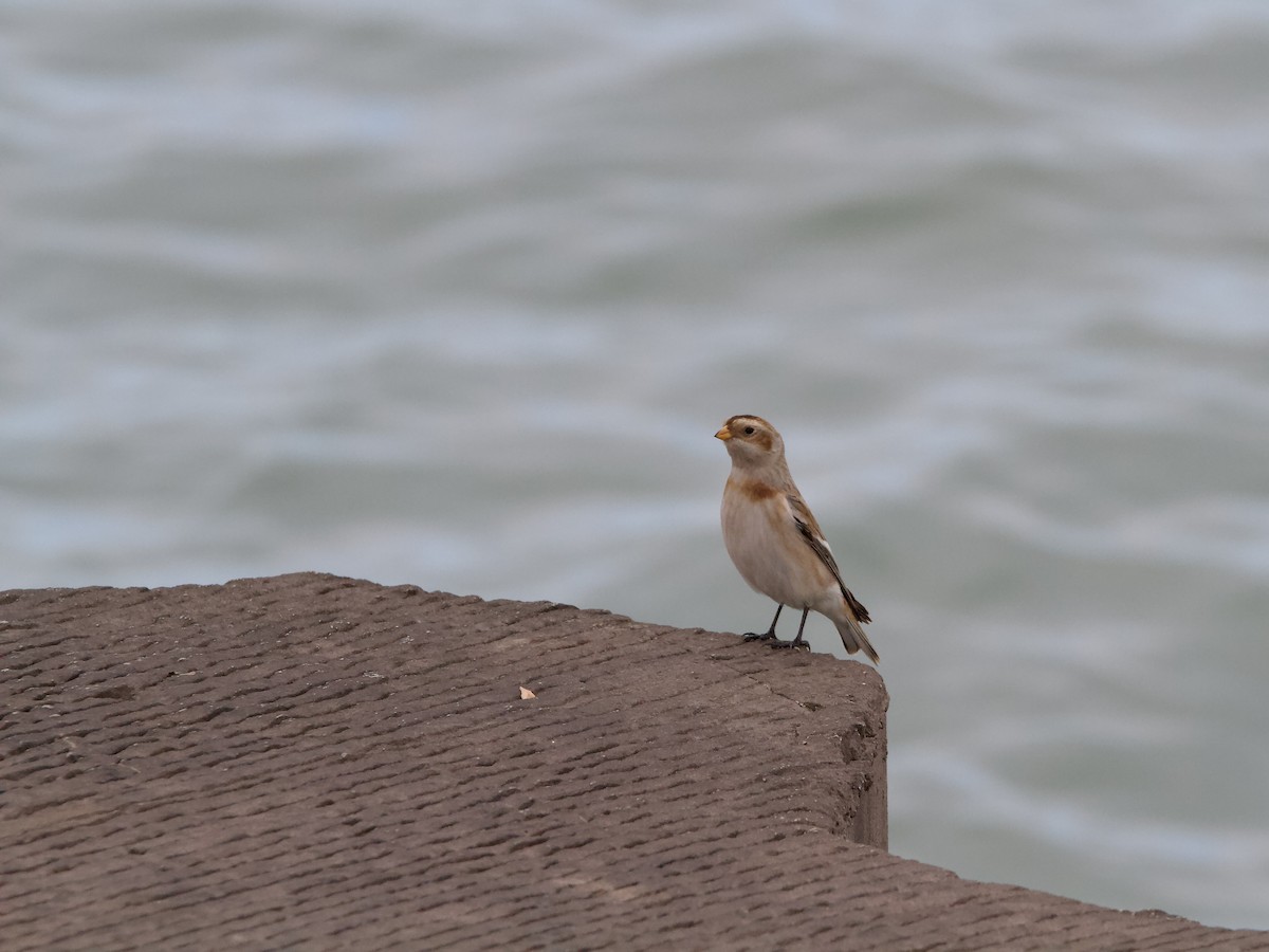 Snow Bunting - ML644562807