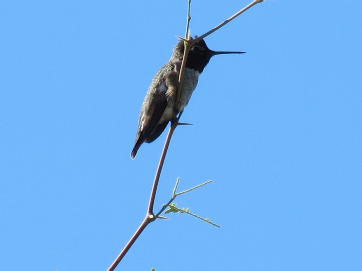 Anna's Hummingbird - ML644562808
