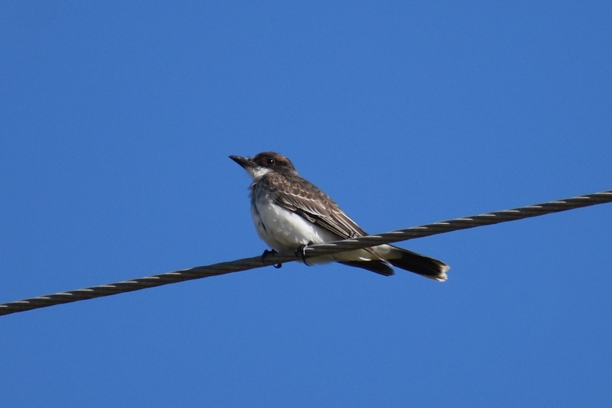 Tyran tritri - ML644562815