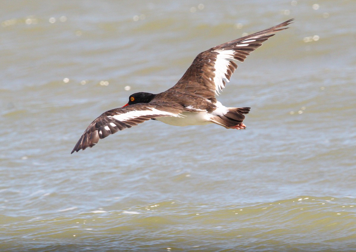American Oystercatcher - ML644562816