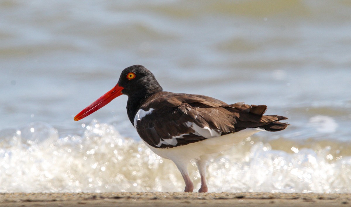American Oystercatcher - ML644562818