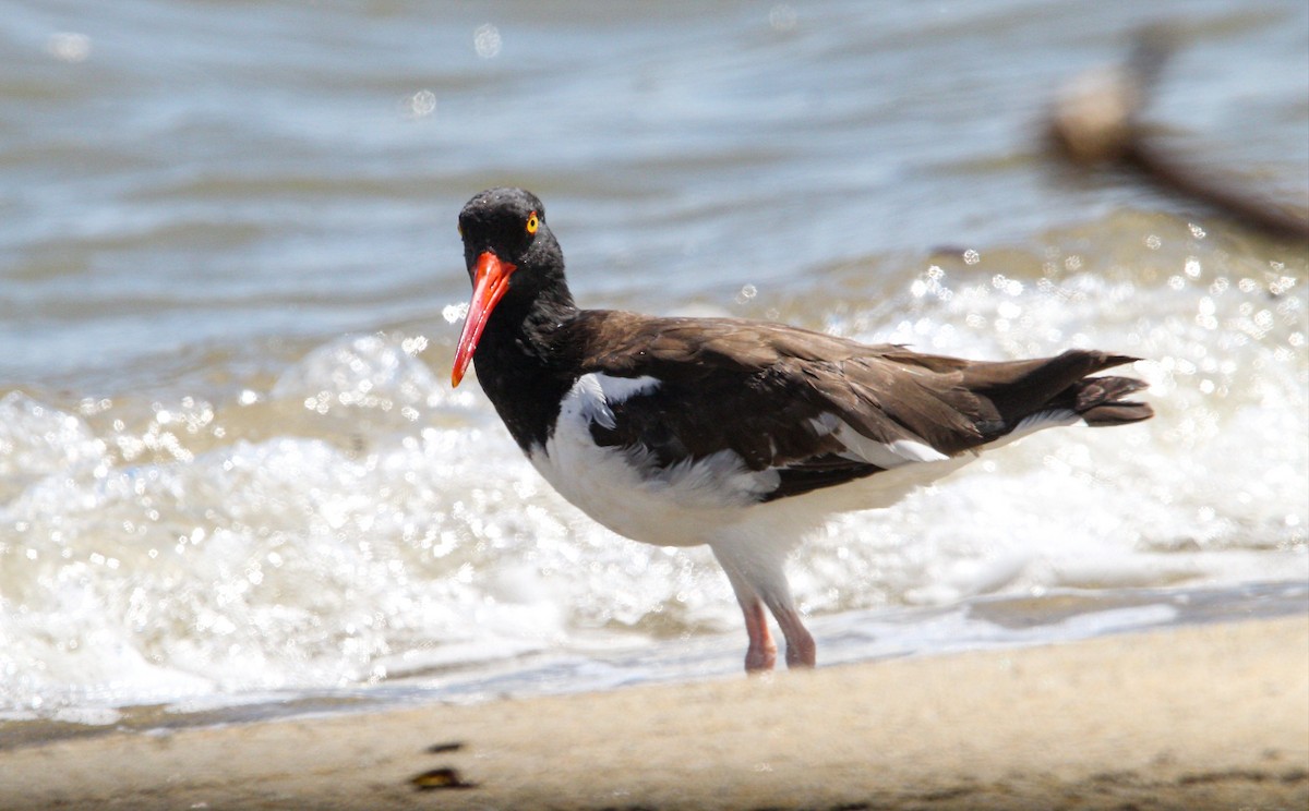 American Oystercatcher - ML644562819
