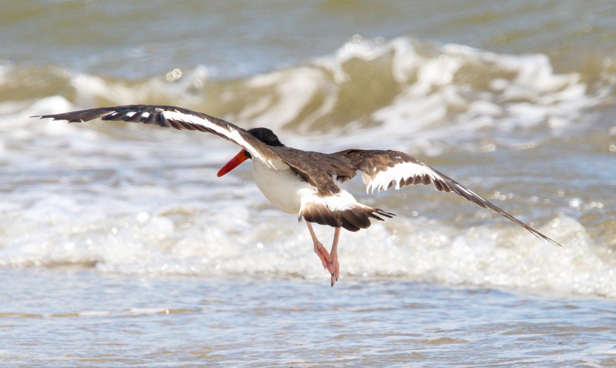American Oystercatcher - ML644562820