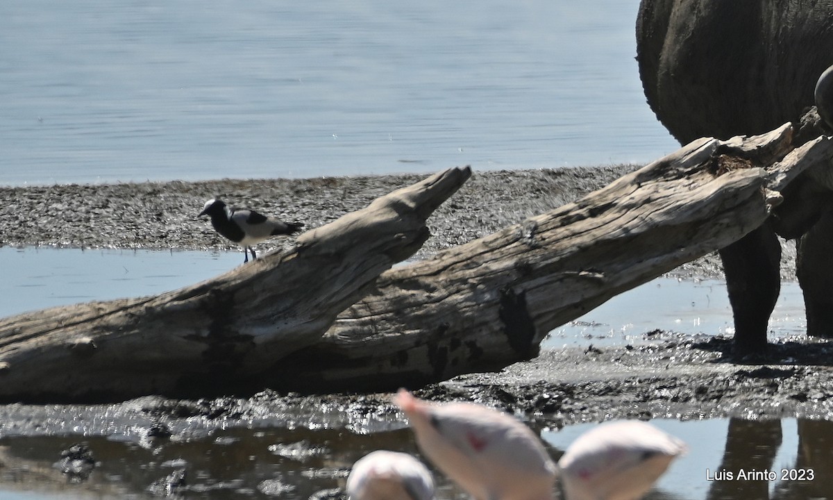 Чайка строката - ML644562821