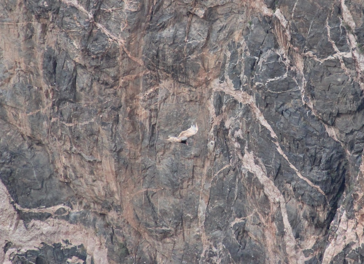 Turkey Vulture - ML644562825