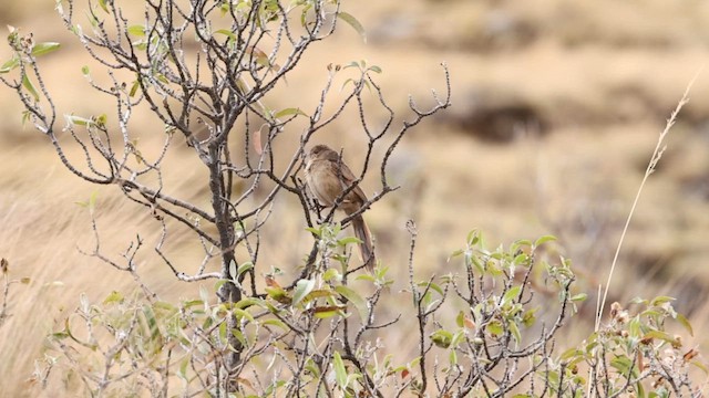 Streak-backed Canastero (Puna) - ML644562830