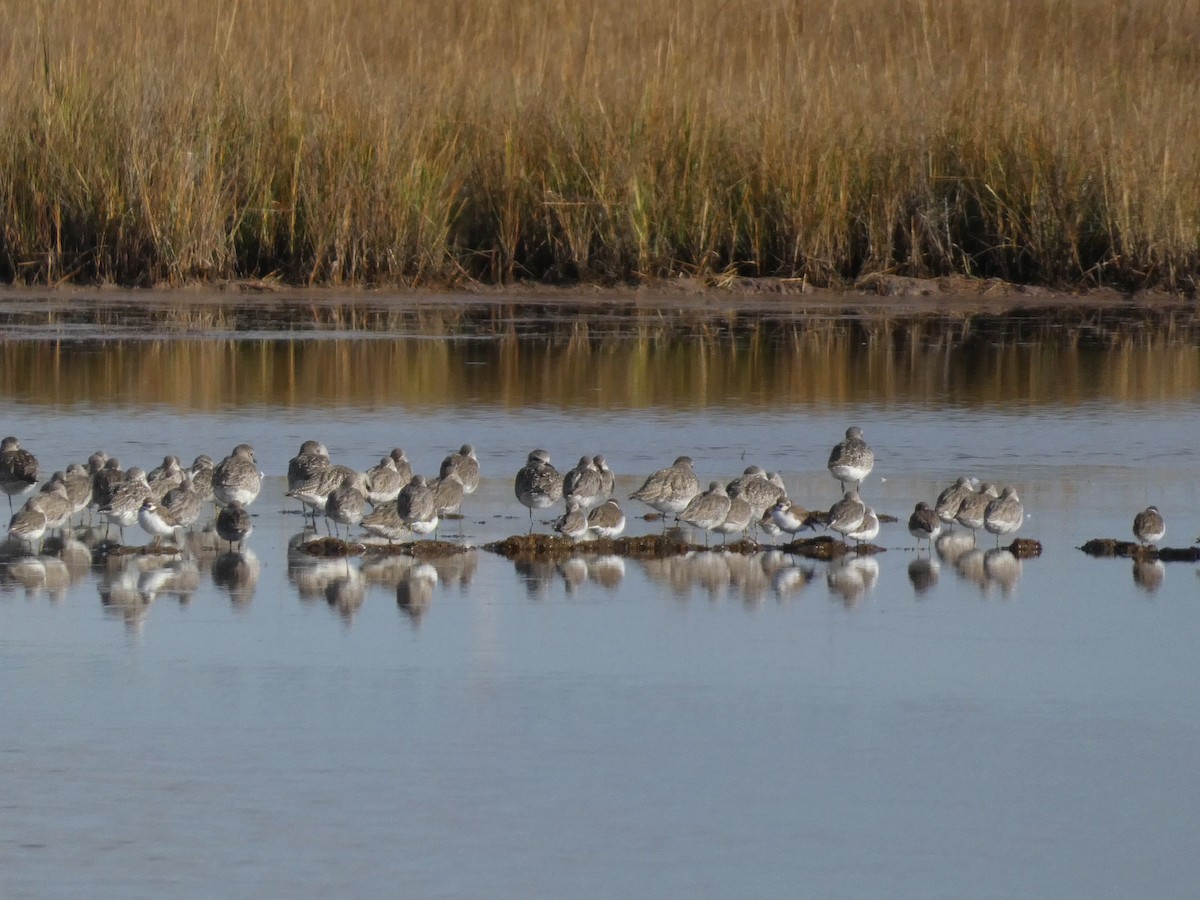 Txirri grisa - ML644562832