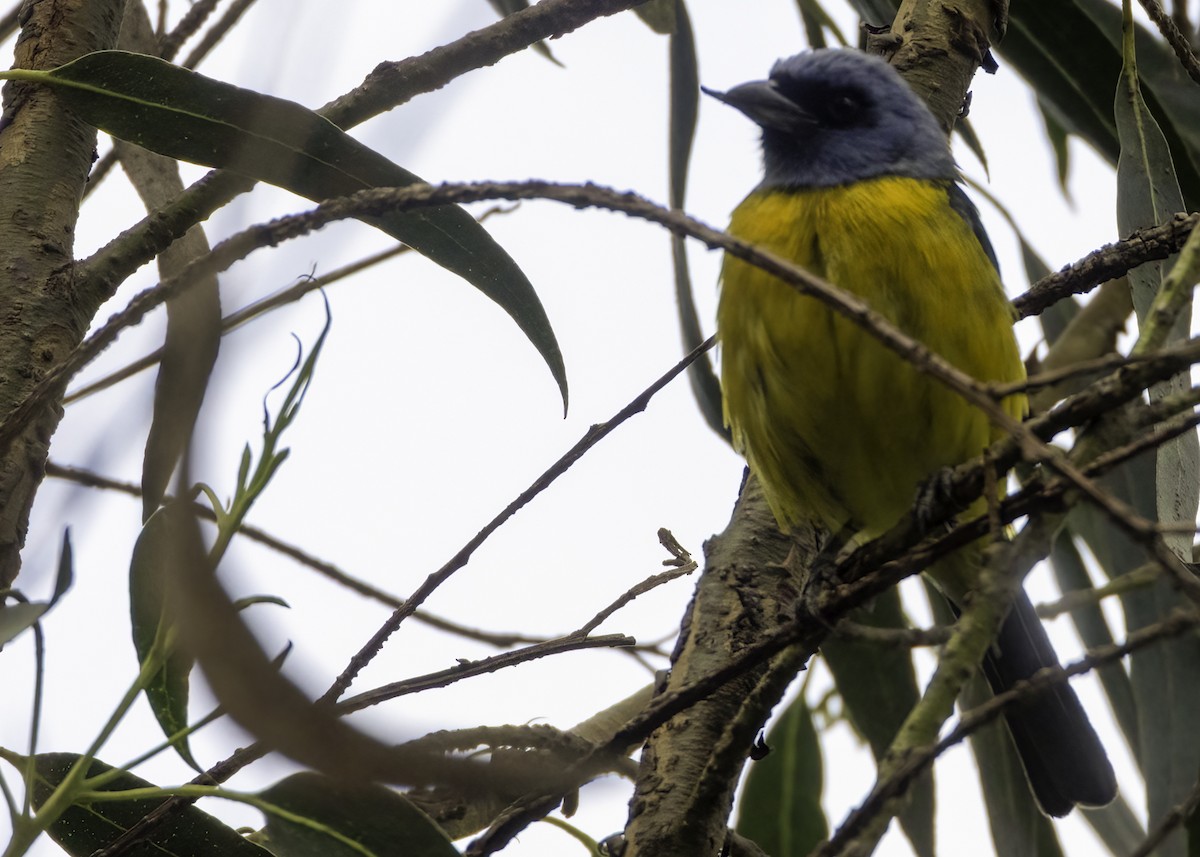 Blue-and-yellow Tanager - ML644562835