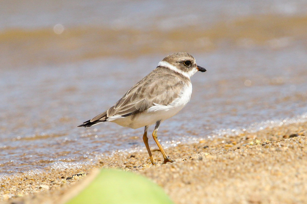 Semipalmated Plover - ML644562839