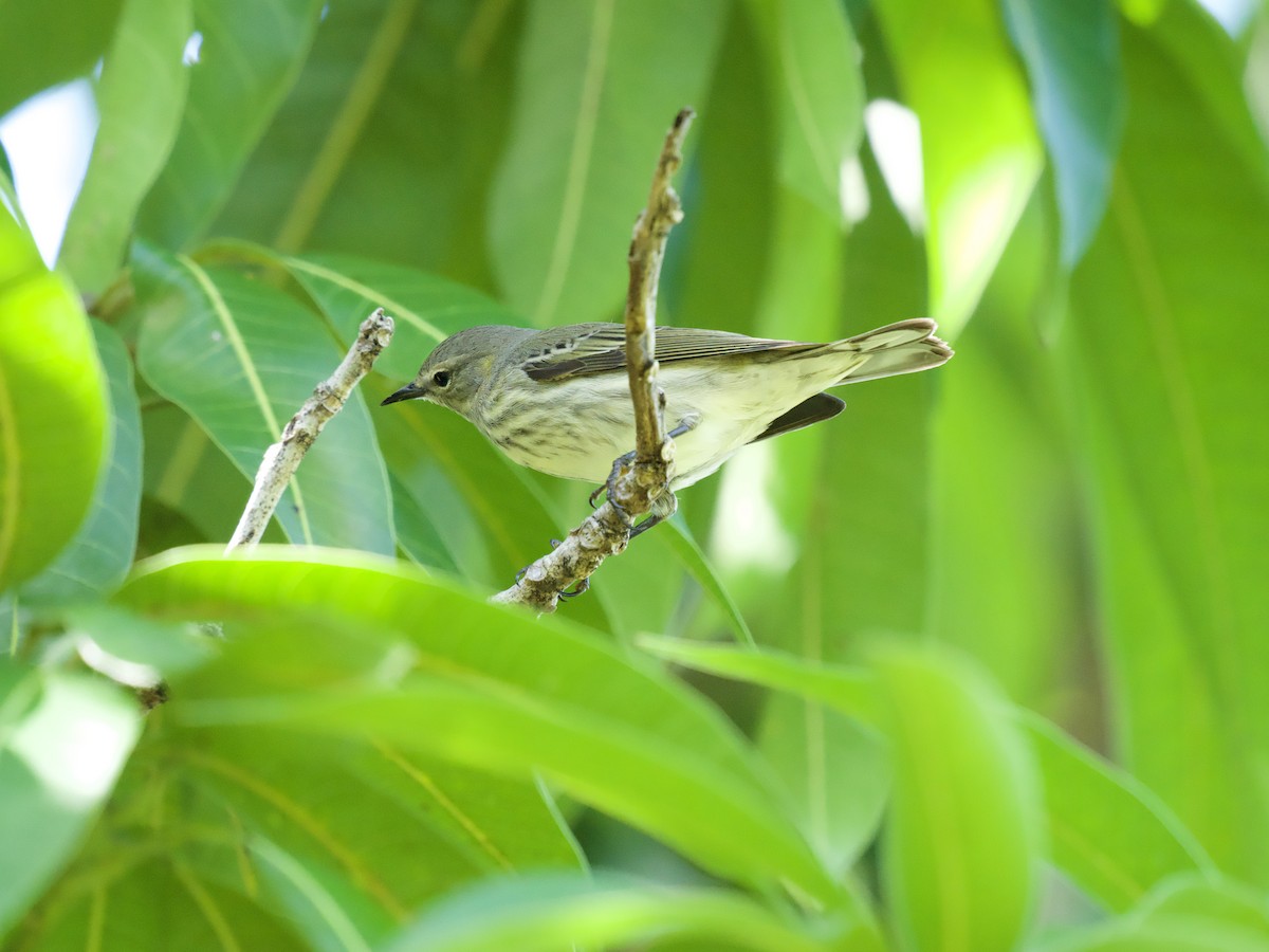 Paruline tigrée - ML644562841