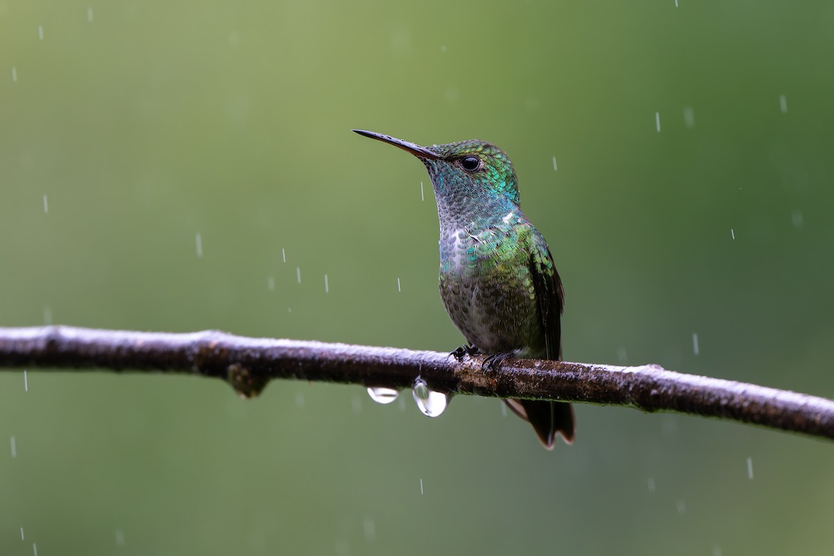 Versicolored Emerald - ML644562842