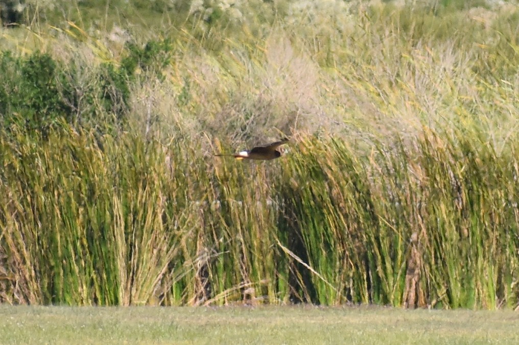 Hudsonweihe - ML644562846