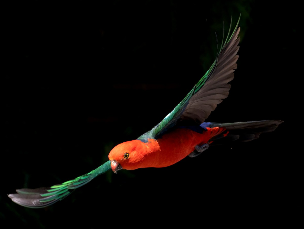 Australian King-Parrot - ML644562848