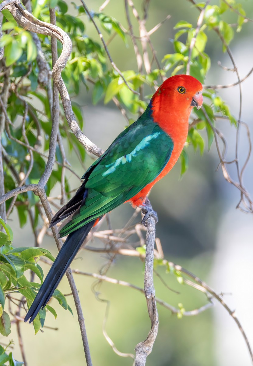 Australian King-Parrot - ML644562849
