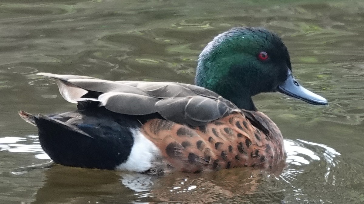 Kastanienente - ML644562855