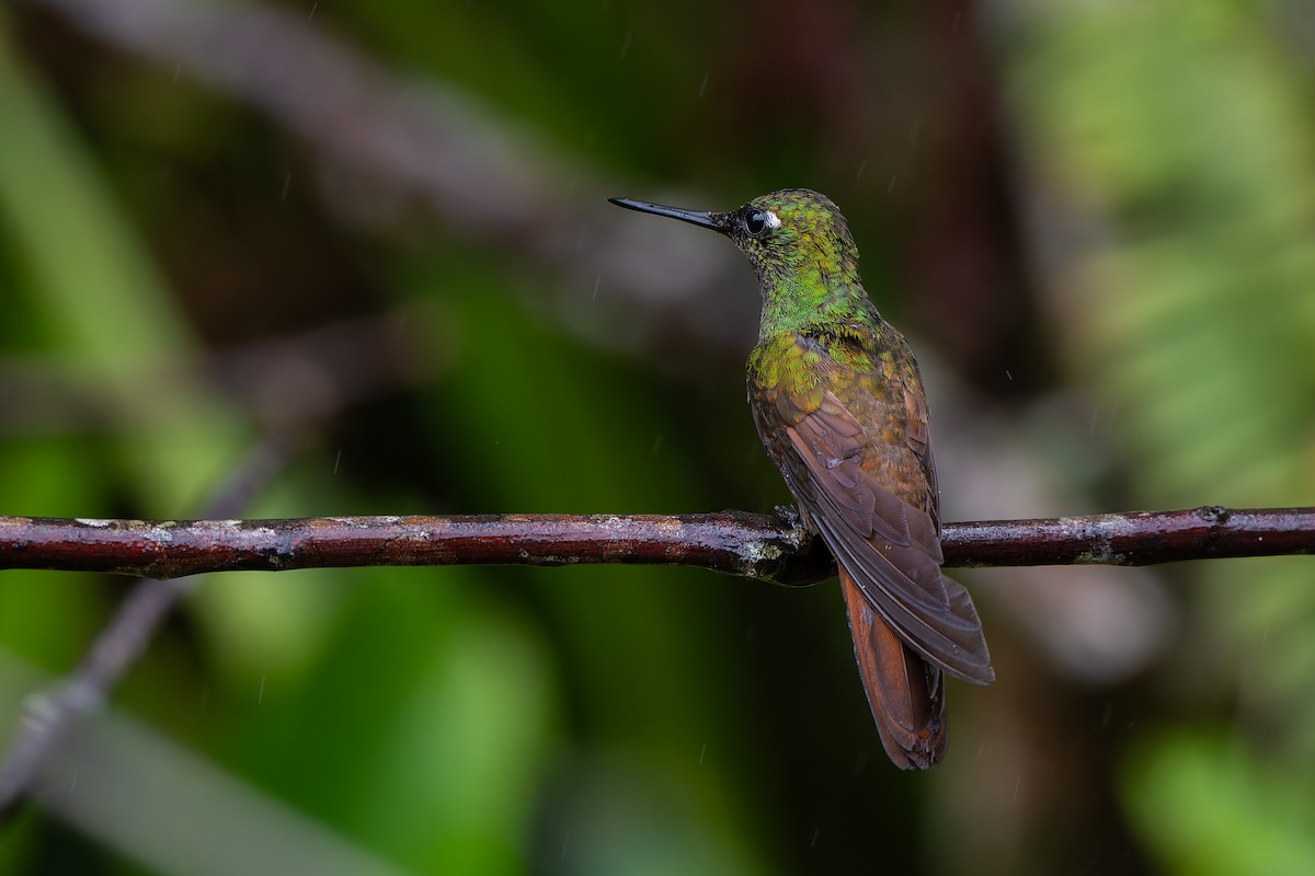 Brazilian Ruby - ML644562856
