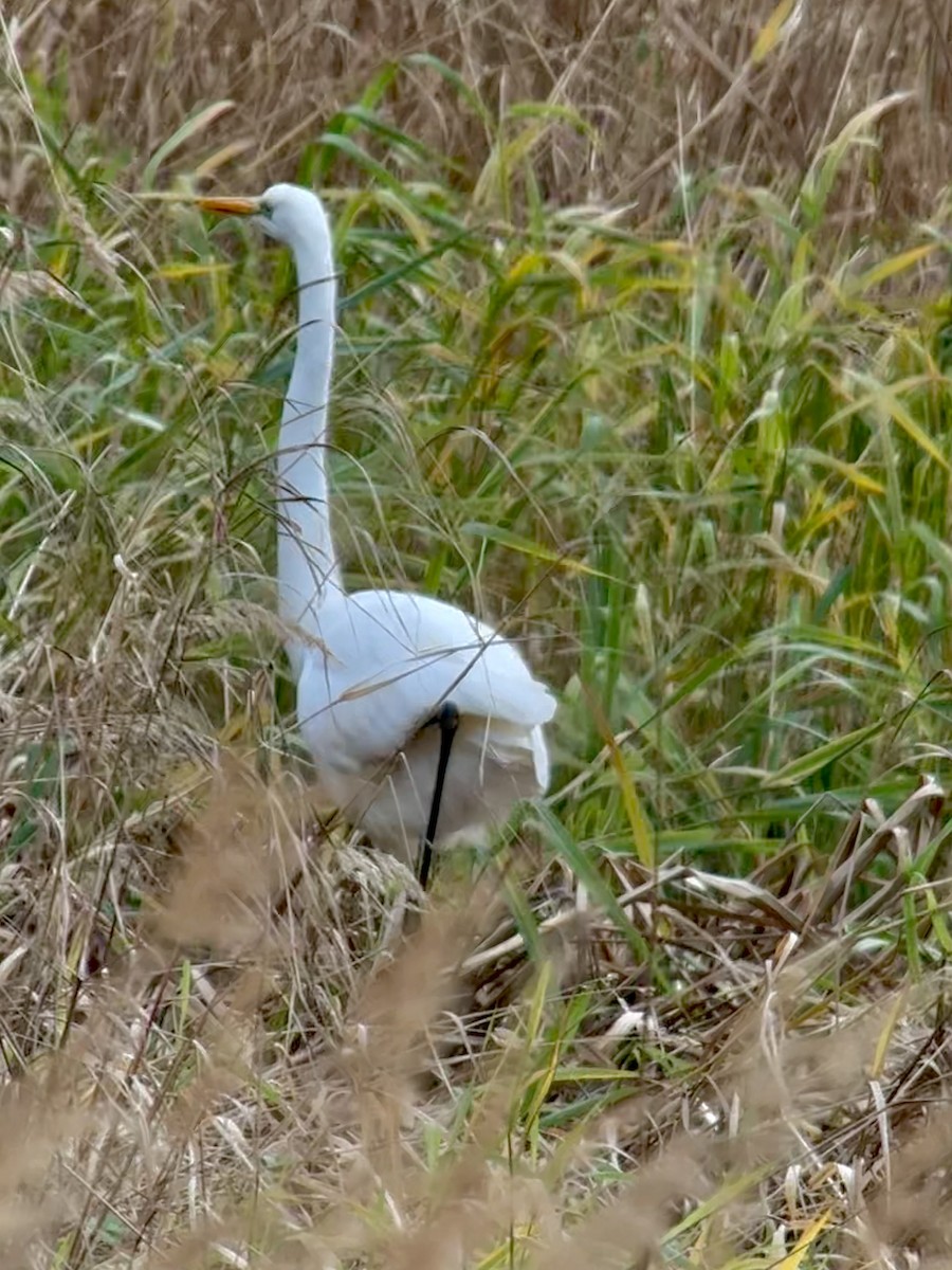 大白鷺 - ML644562857