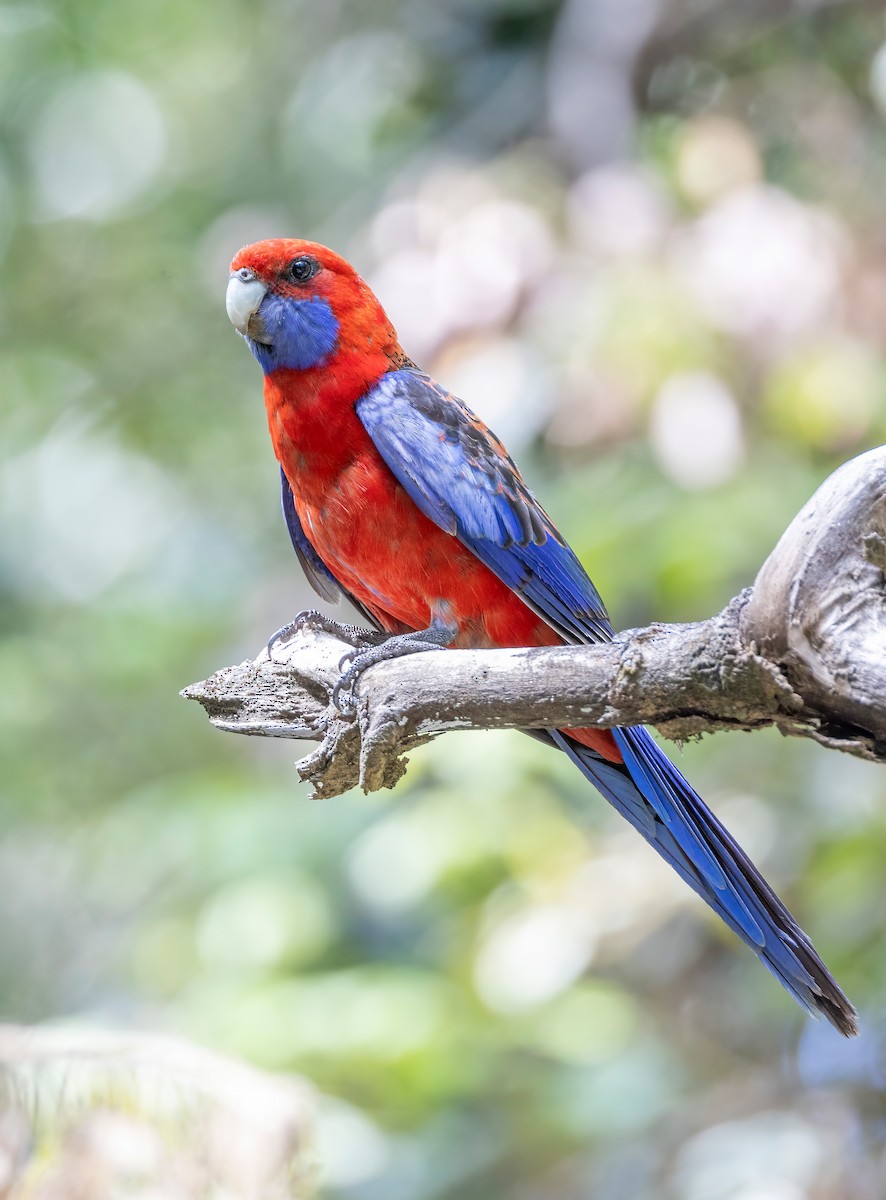 Crimson Rosella - ML644562860