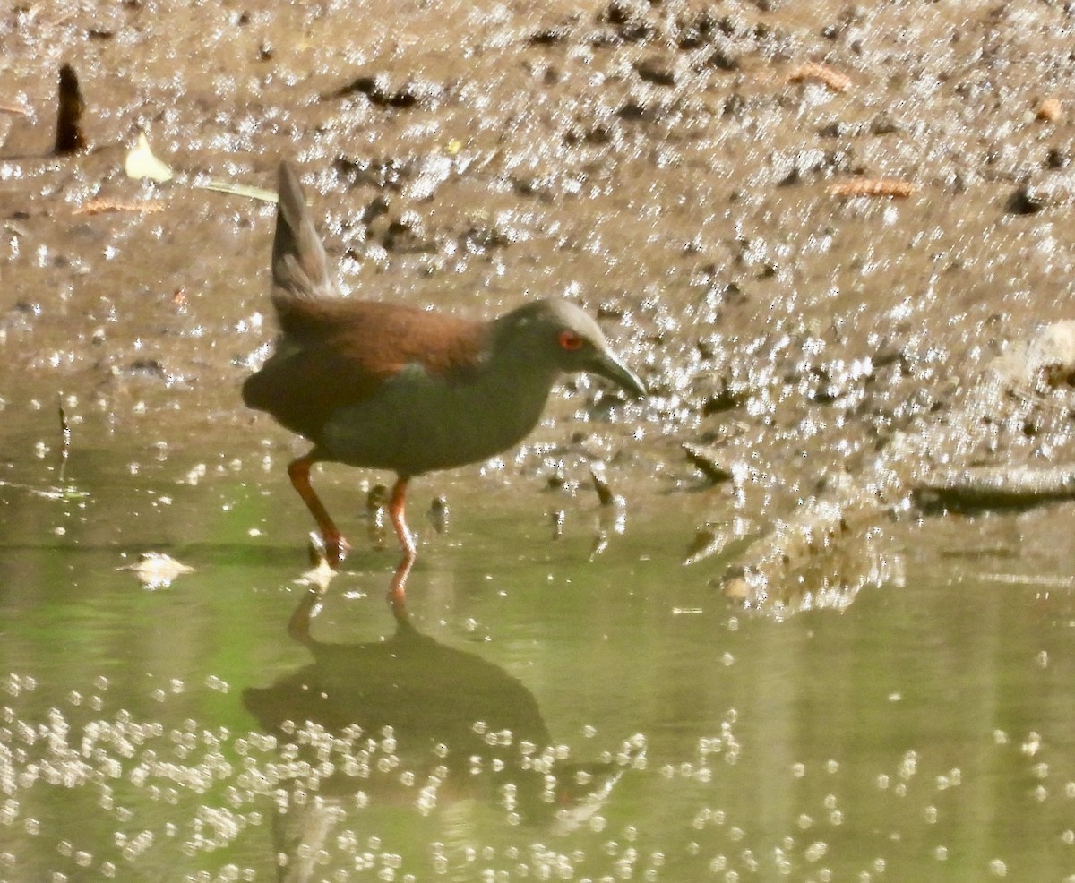 Spotless Crake - ML644562861