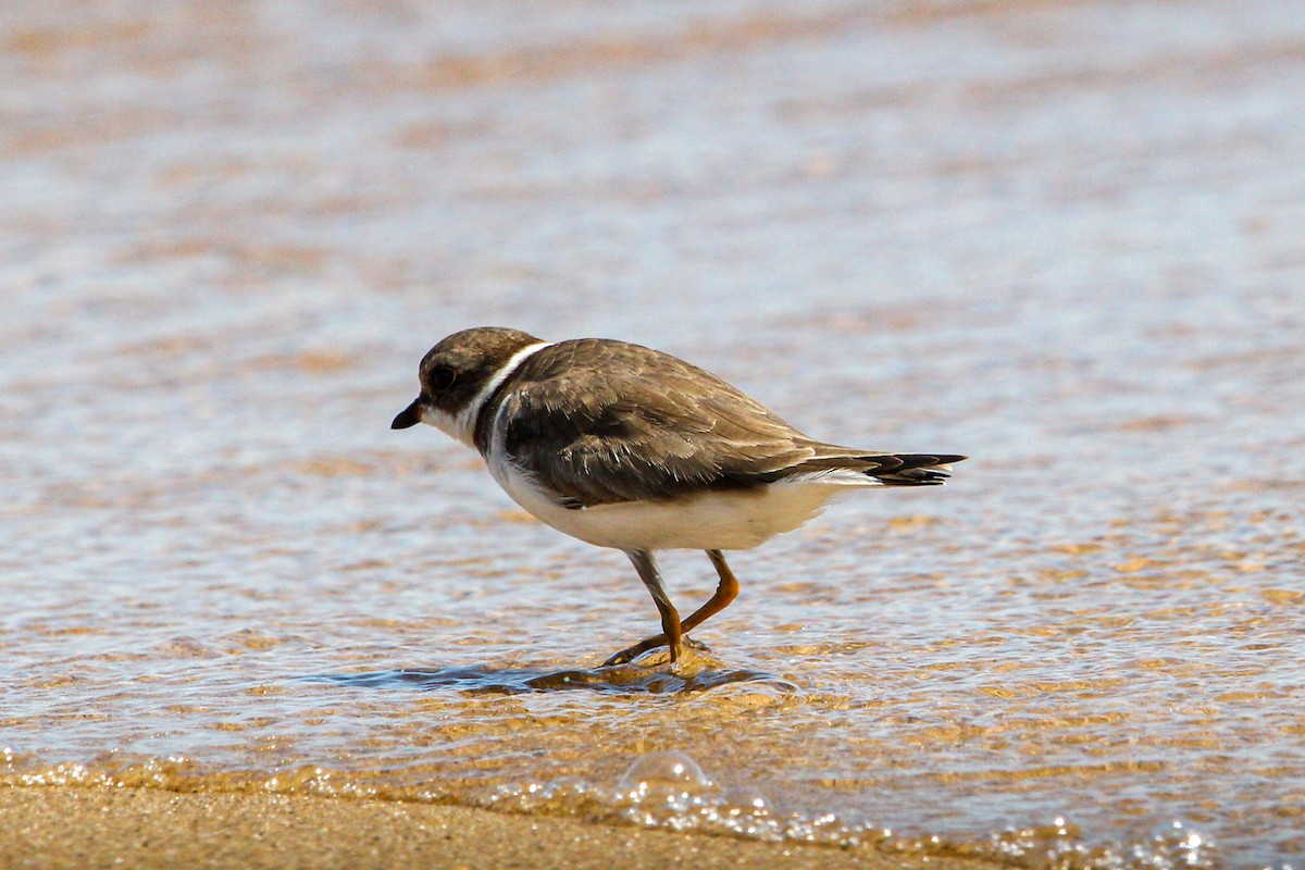 Semipalmated Plover - ML644562864