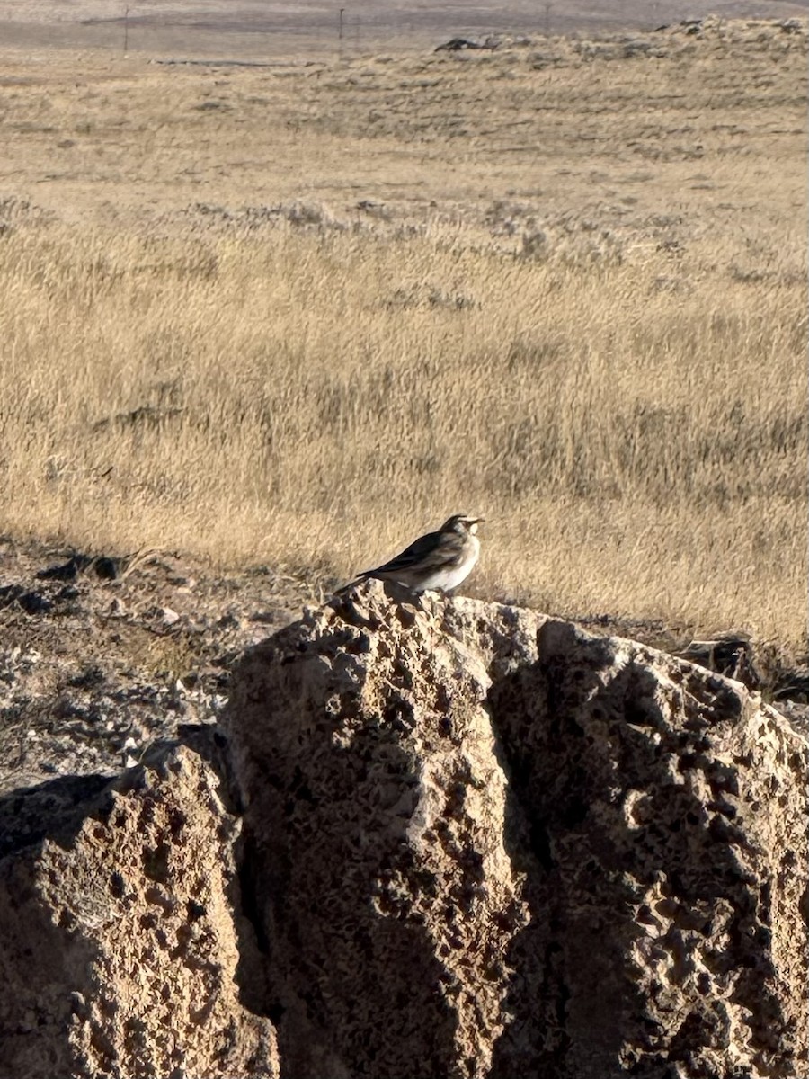 Жайворонок рогатий - ML644562866