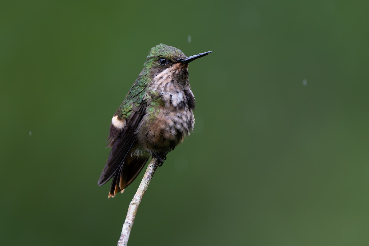 Festive Coquette - ML644562867