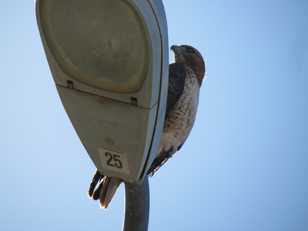 Канюк неоарктичний (підвид calurus/alascensis) - ML644562873
