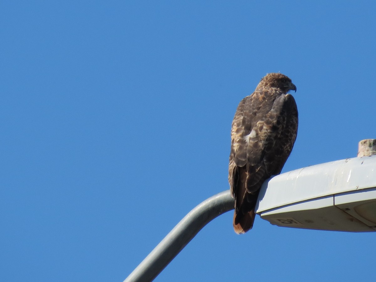 Канюк неоарктичний (підвид calurus/alascensis) - ML644562874