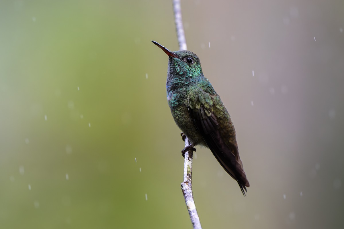 Versicolored Emerald - ML644562880