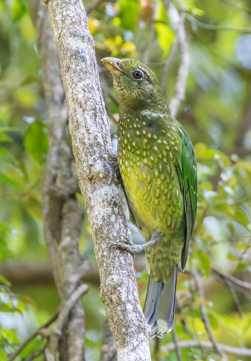 Green Catbird - ML644562881