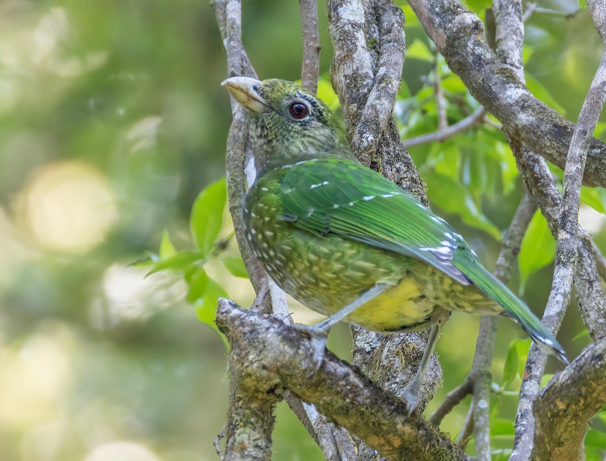 Green Catbird - ML644562882