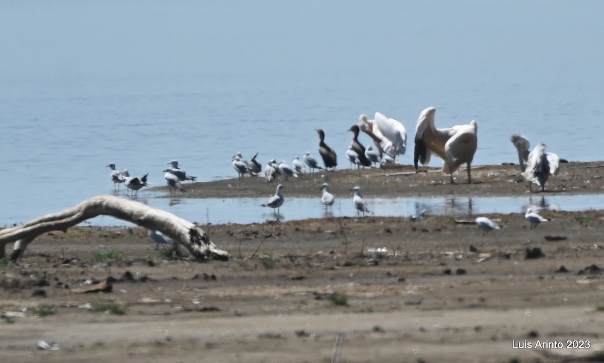 Мартин сіроголовий - ML644562883