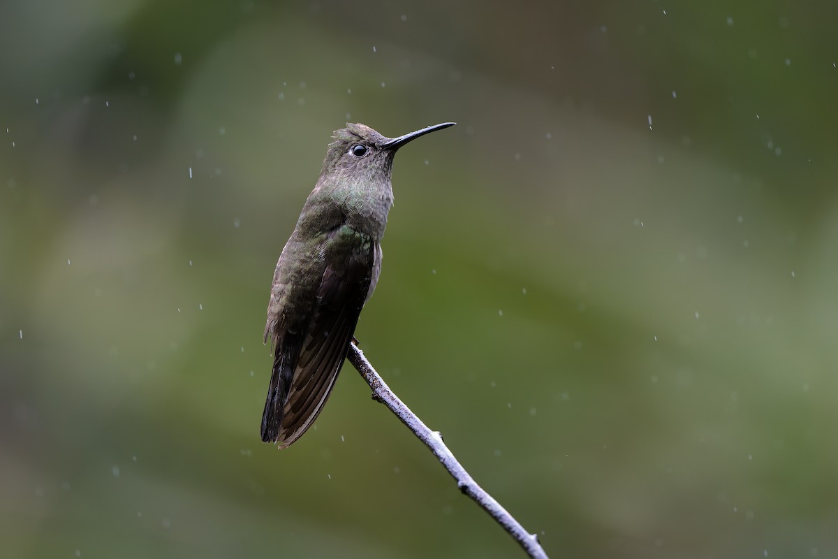 Sombre Hummingbird - ML644562887