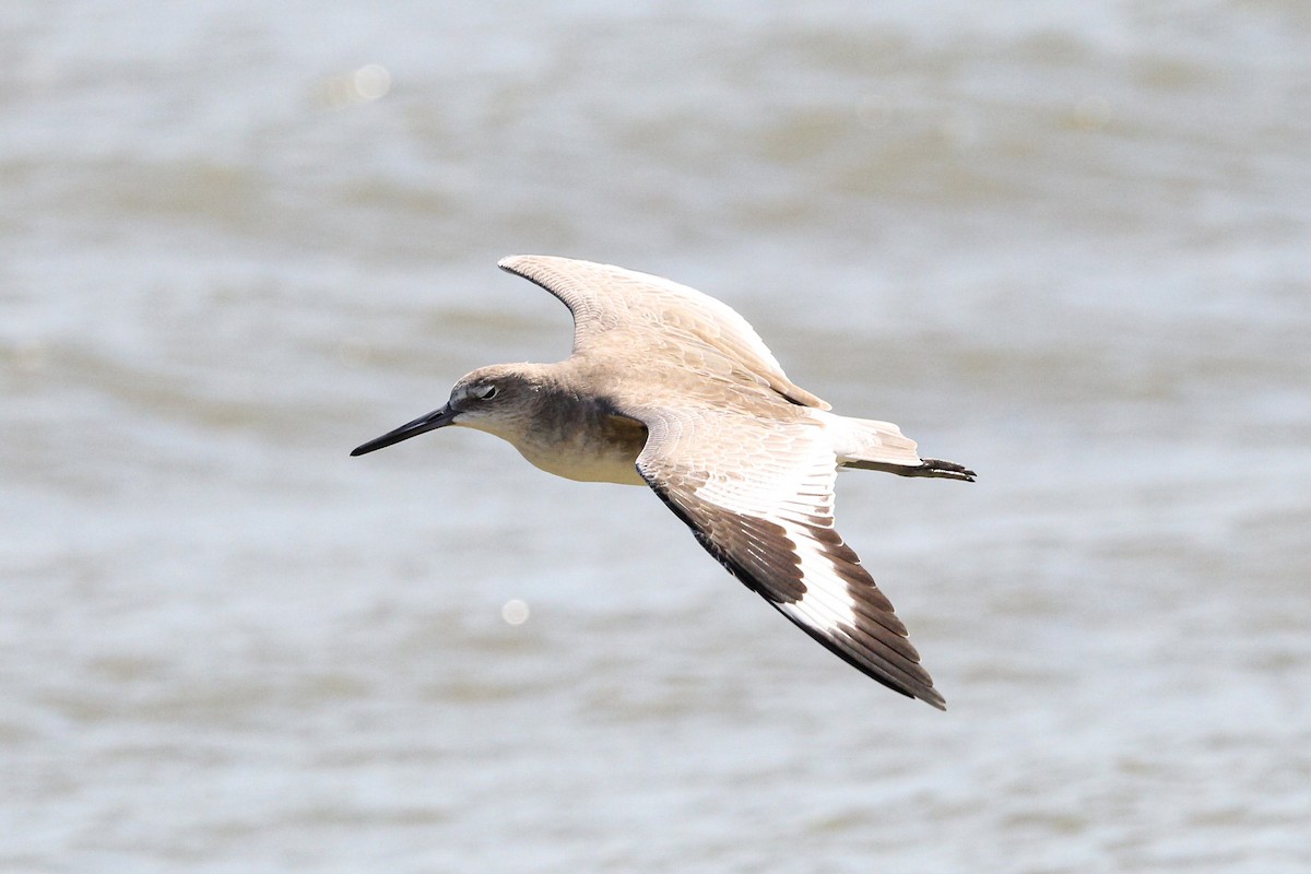 willetsnipe - ML644562892