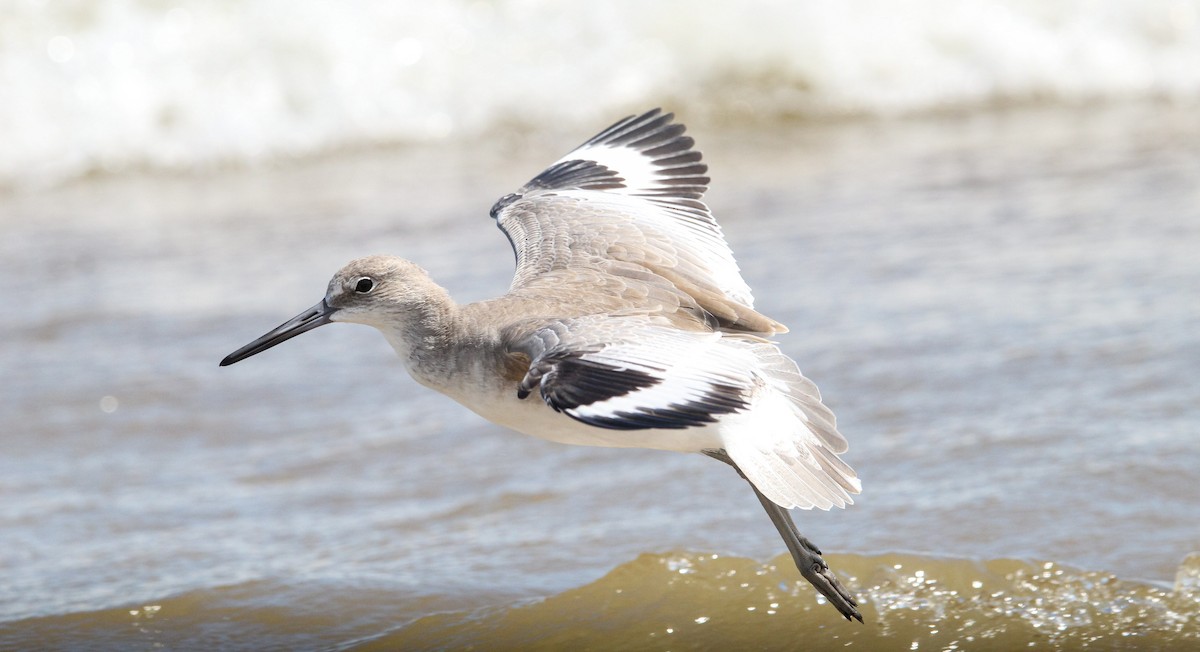 willetsnipe - ML644562893