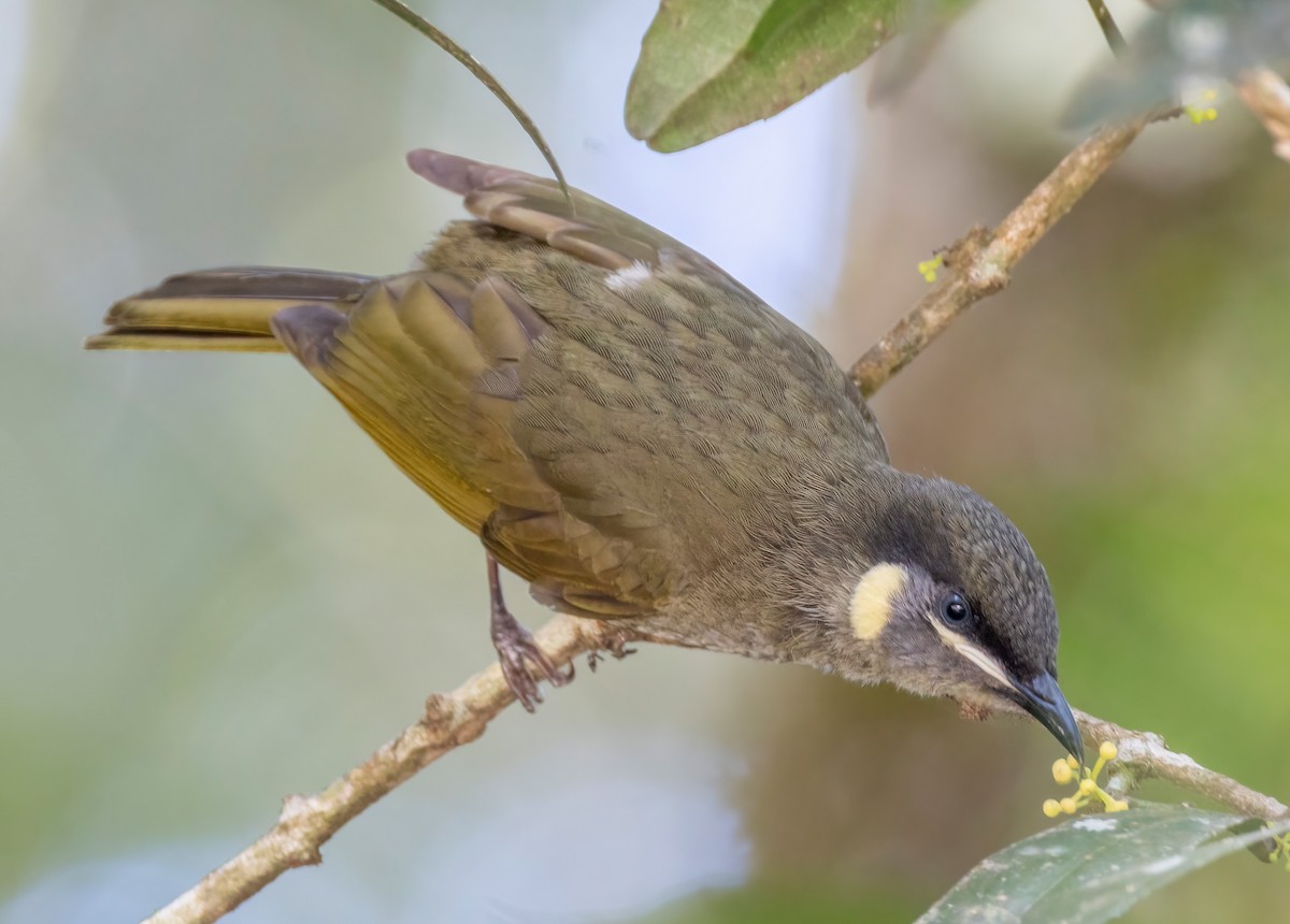 Lewin's Honeyeater - ML644562896