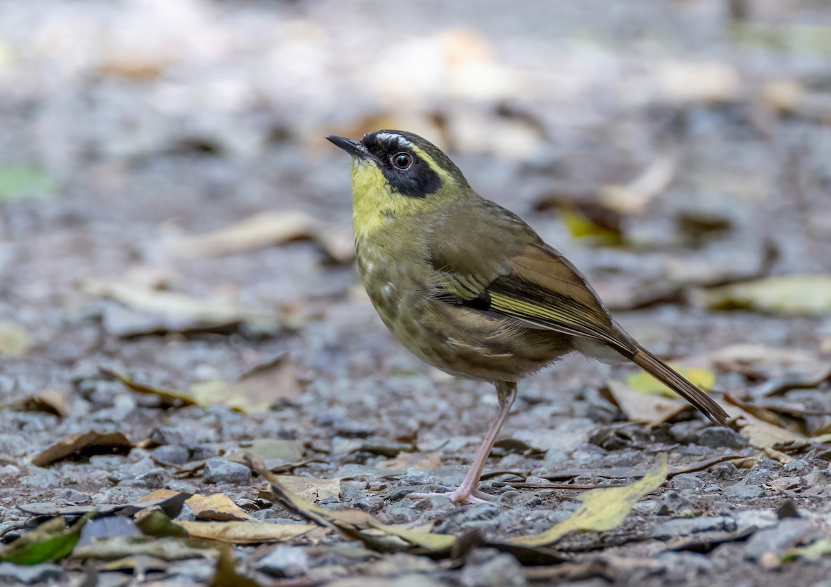 Yellow-throated Scrubwren - ML644562902