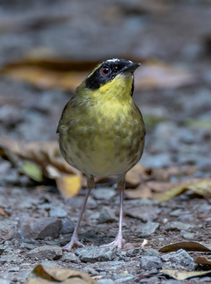 Yellow-throated Scrubwren - ML644562903