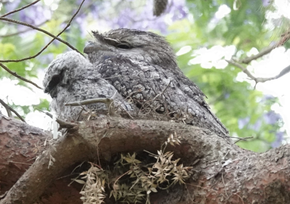 Tawny Frogmouth - ML644562904