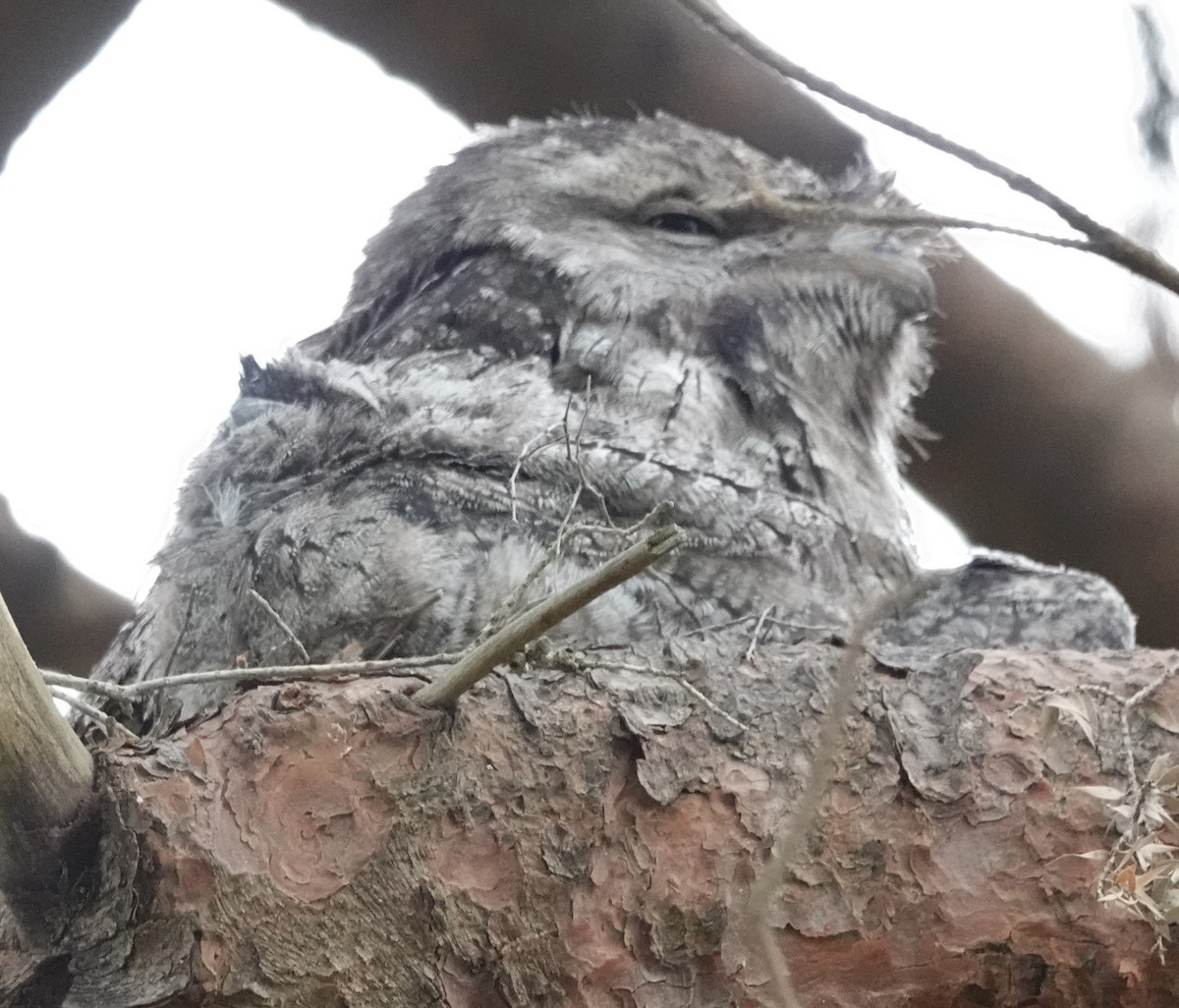 Tawny Frogmouth - ML644562905