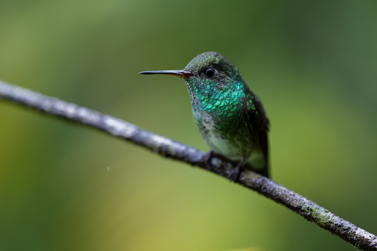 Glittering-throated Emerald - ML644562911