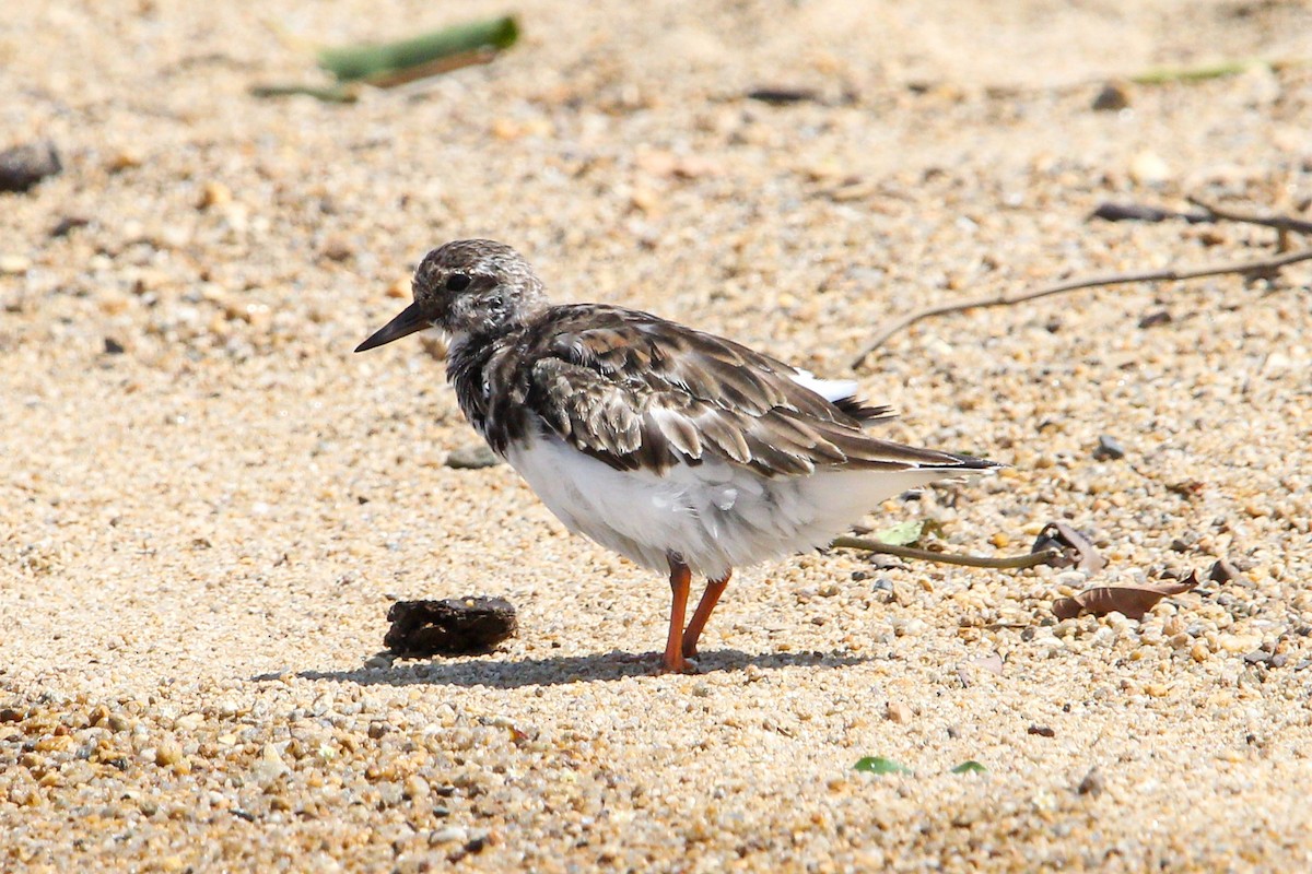 steinvender - ML644562915